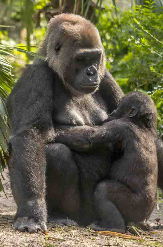 gorilla