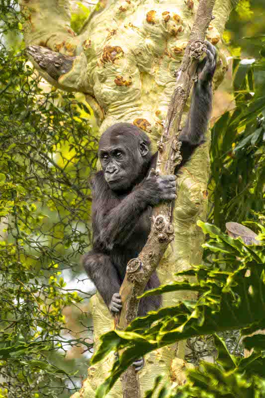gorilla