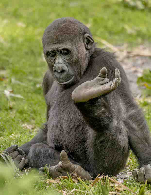 gorilla
