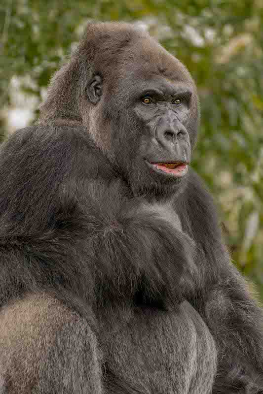 gorilla