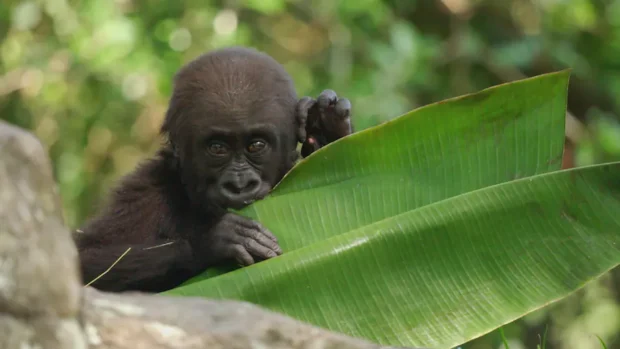 Baby gorilla eating a banana leaf