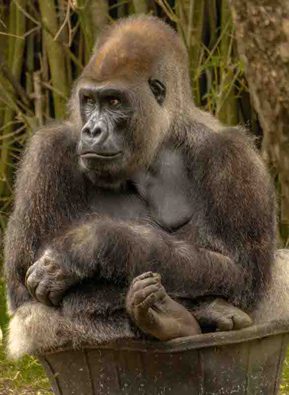 gorilla