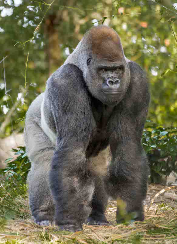 gorilla