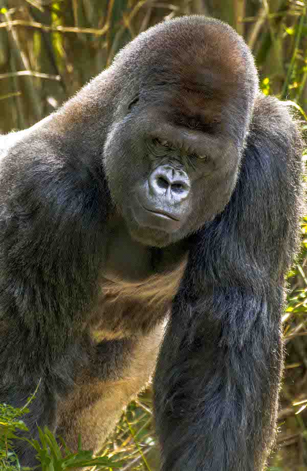 gorilla