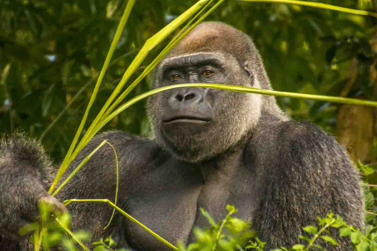 gorilla